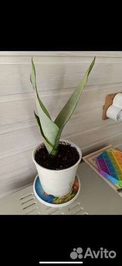 Сансивиерия муншайн