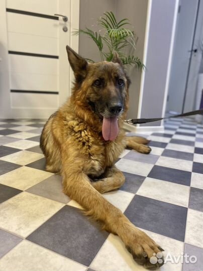 Собаке нужен дом