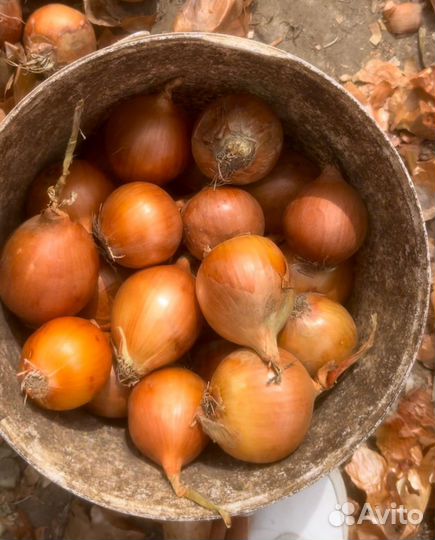 Лук репчатый продажа