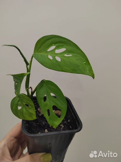 Монстера манки