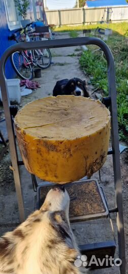 Воск пчелиный продать