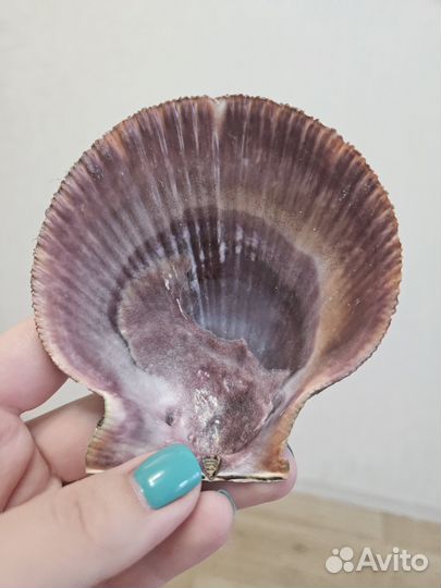 Ракушка морского гребешка