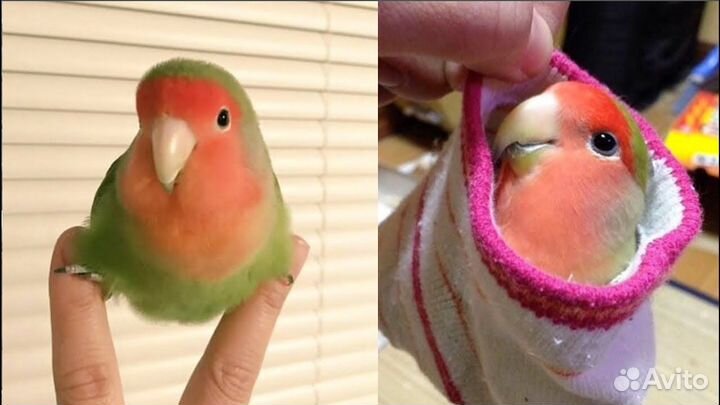 Попугай Неразлучники малышня