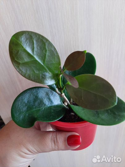 Хойя Hoya australis и другие 22.09