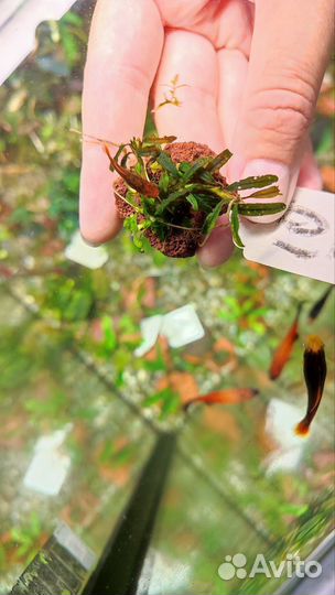 Набор буцефаландр