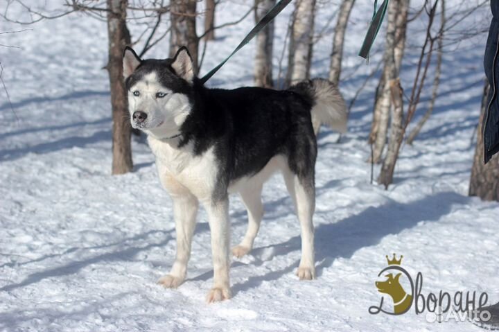 Красавица Хаски Света в добрые руки