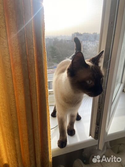Кошка тайская