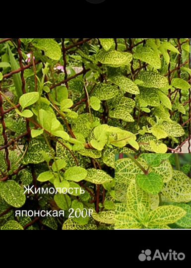 Лианы декоративные