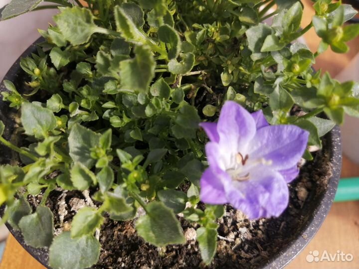 Кампанула махровая Dublin Bicolor