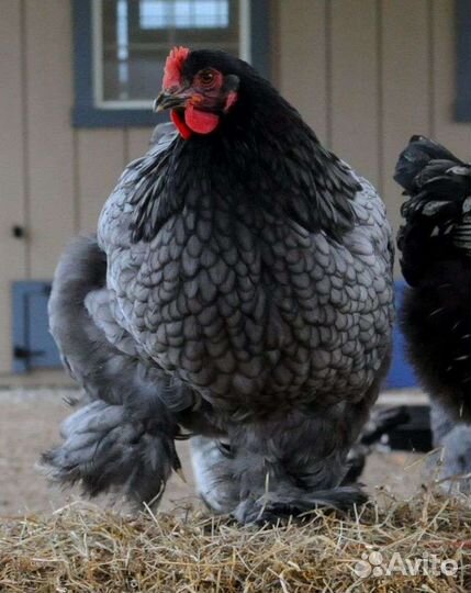 Инкубационное яйцо кур Брама