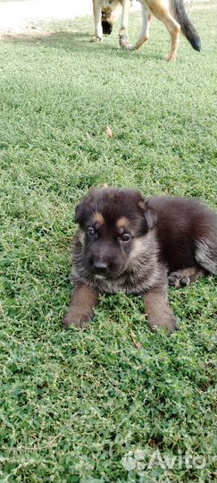 Щенки немецкой овчарки