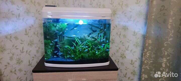 Аквариум