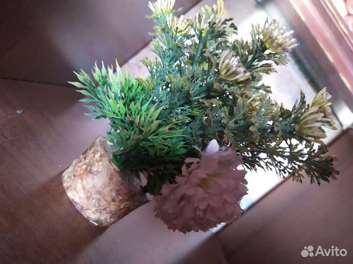 Флорариум водоросли для аквариума