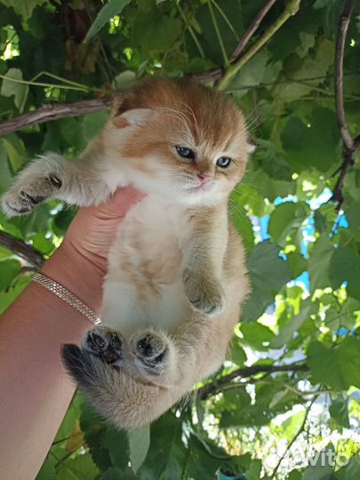 Шотландская вислоухая девочка