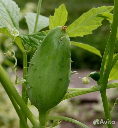 Циклантера съедобная, перуанский огурец, семена