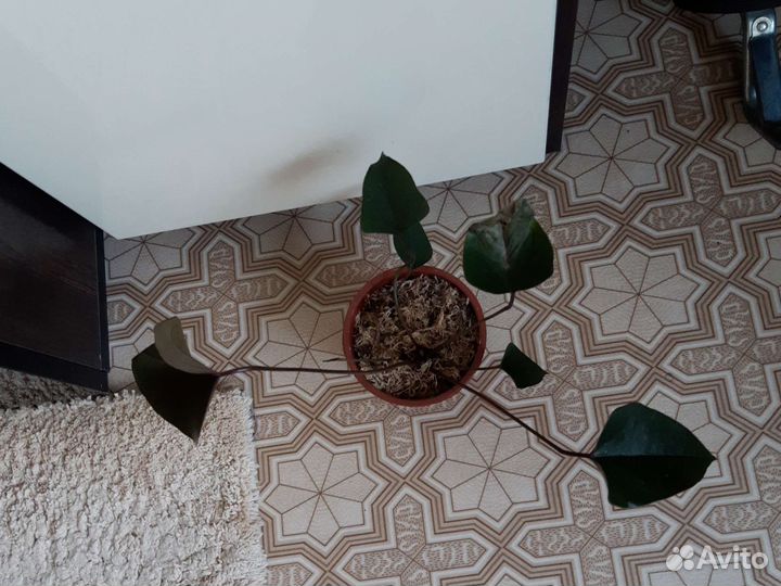 Антуриум Black Beauty