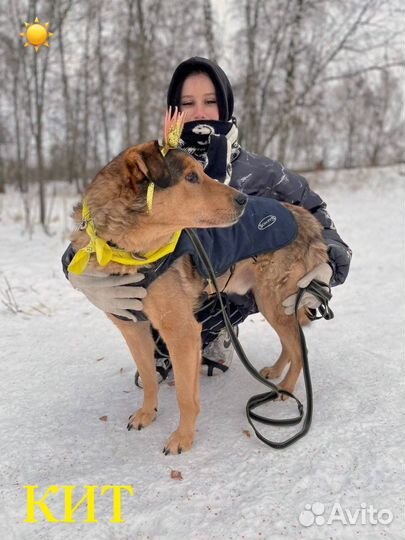 Самый добрый пёс Кит