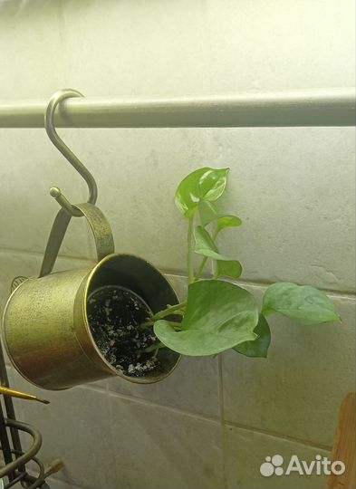 Сциндапсус глобал грин