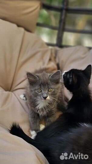 Подарю чудесных котят