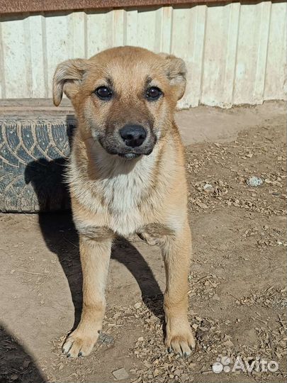 Щенки малыши в добрые руки