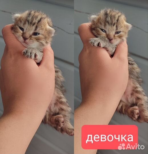 Шотландские котята