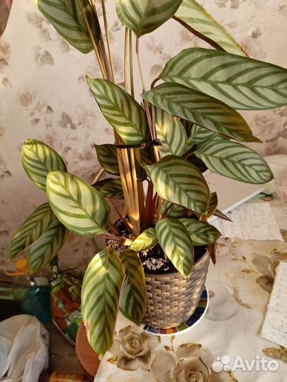 Калатея ктенанта