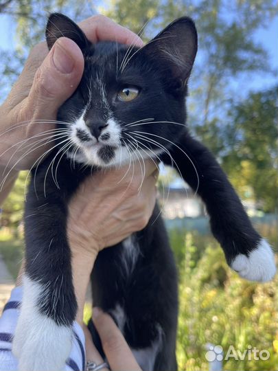 Кошечка в добрые руки