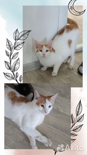Котенку нужен дом