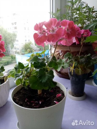 Пеларгония герань цветущая сортовая
