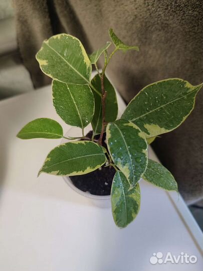 Вариегатный фикус бенджамина Бафт 2 черенка