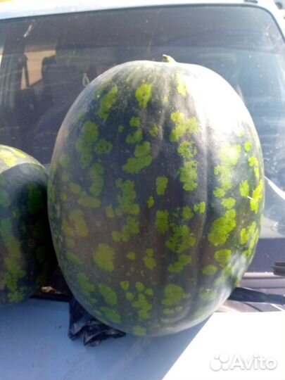 Арбуз Берёзка