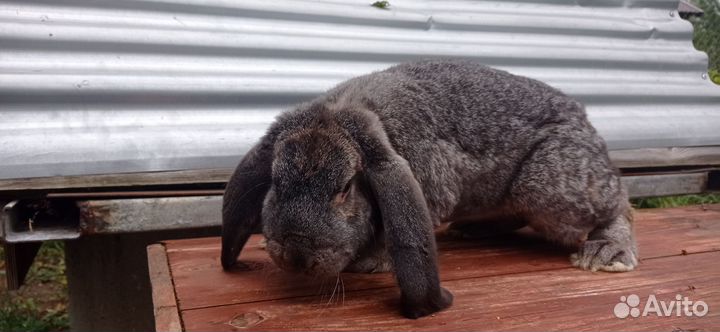 Кролик самец