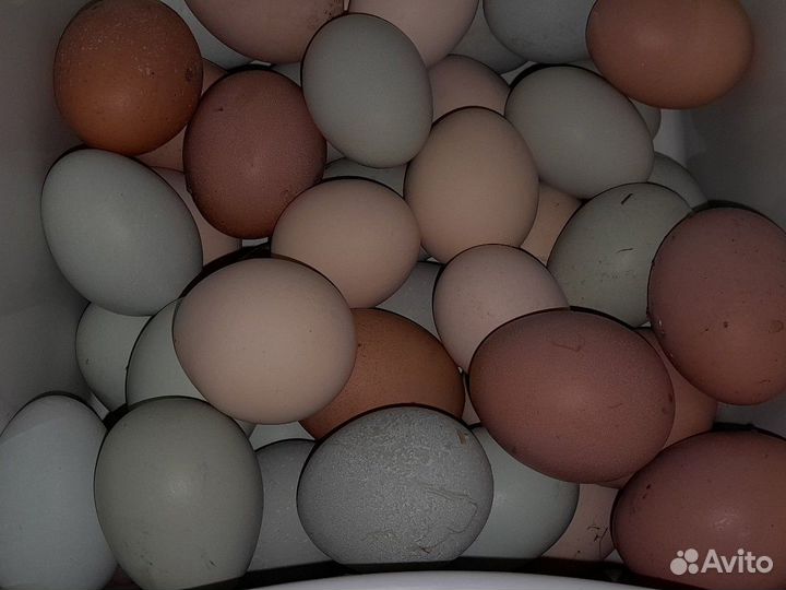 Инкубационное яйцо