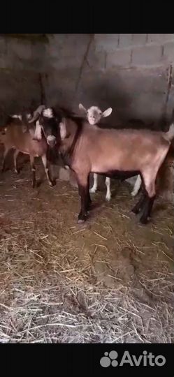 Нубийский козёл