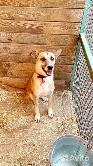 Собака из приюта