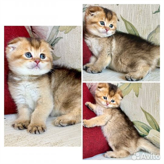 Шотландские вислоухие котята шиншилла