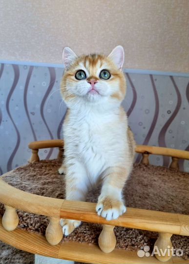 Девочка очаровашка