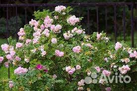 Роза Софи Лорен, Ritausma,Фламентанц, Парад