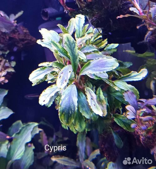 Буцефаландры