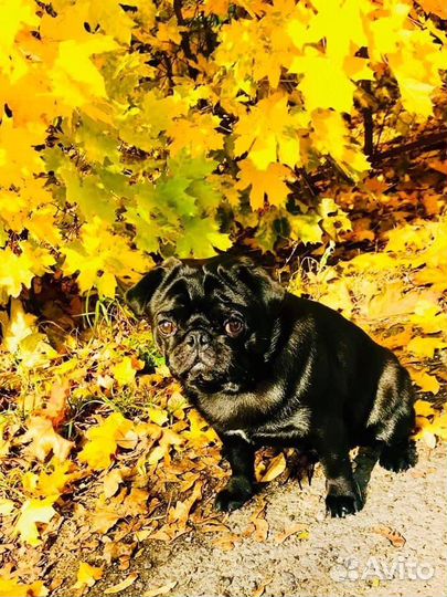 Вязка Мопса в Строгино