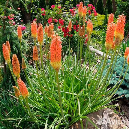 Книфофия (книпхофия)