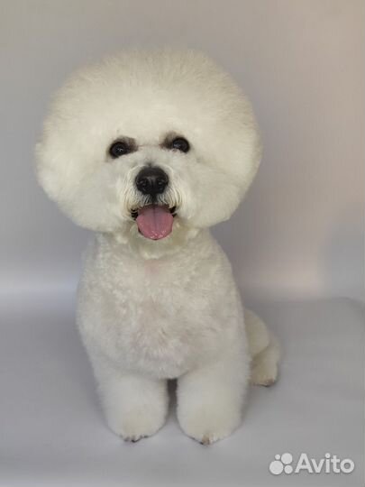 Стрижка собак и кошек, грумер, груминг