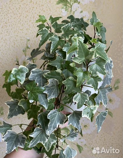 Хедера плющ вариегатный