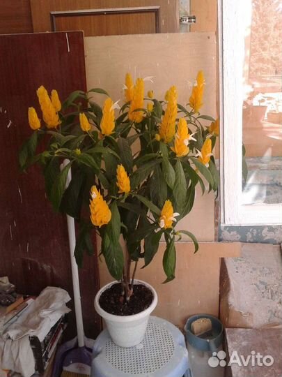 Растения,цветы.Шефлера