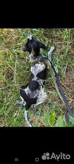 Крошка щенок из приюта