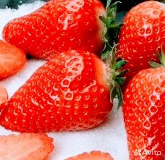 Рассада клубники