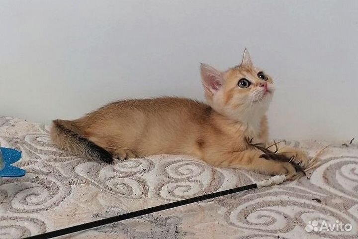 Золотая шиншилла, документы