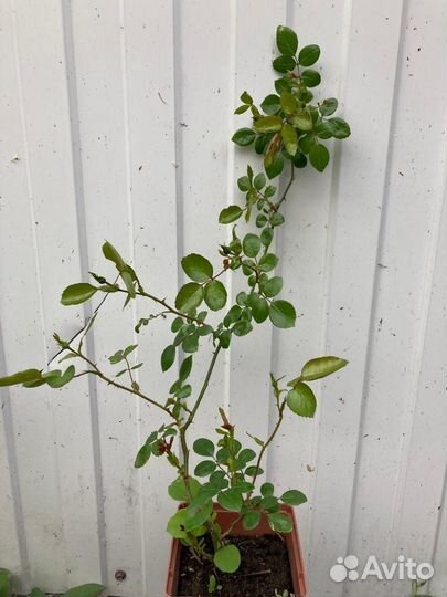 Саженцы розы Севан-Лейк