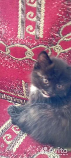 Кошки в добрые руки бесплатно