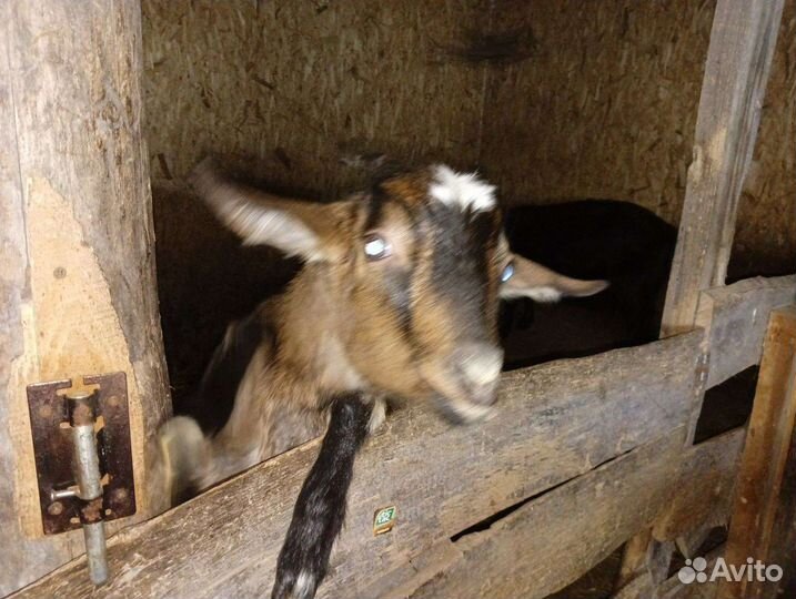 Коза нубийская